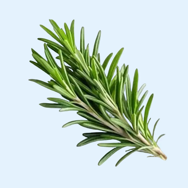 Close-up of a sprig of rosemary on a light blue background


